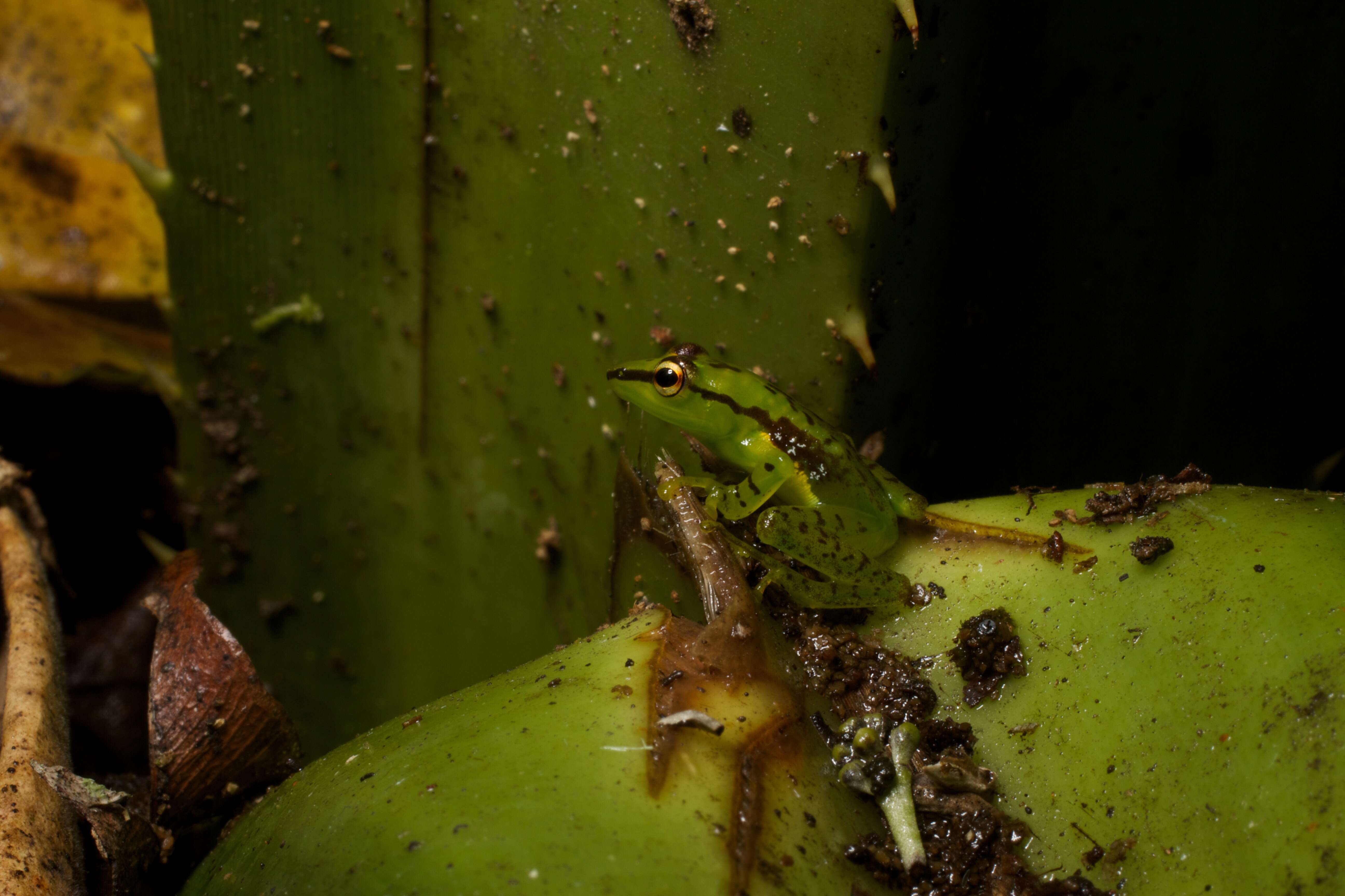 Image of Tsarafidy Madagascar Frog