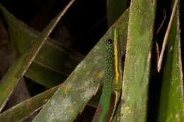 Plancia ëd Phelsuma lineata Gray 1842