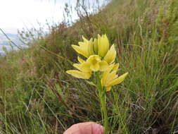 Eulophia tabularis (L. fil.) Bolus的圖片