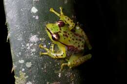 Image of Tsarafidy Madagascar Frog