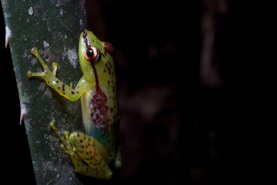 Image of Tsarafidy Madagascar Frog