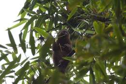 Image of golden bamboo lemur