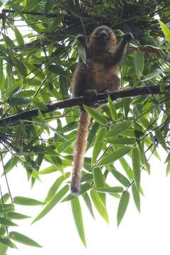 Image of golden bamboo lemur