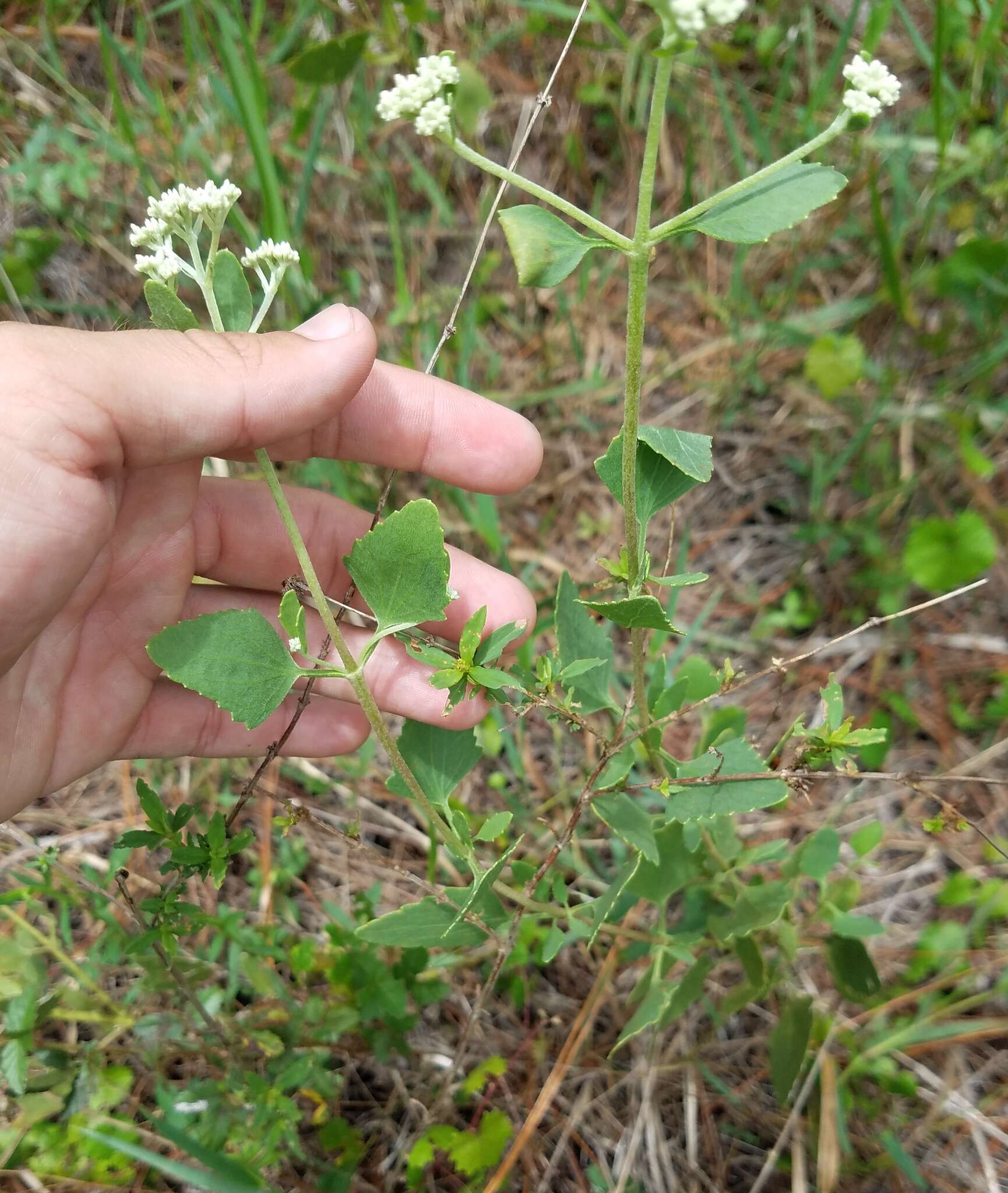 Image of semaphore thoroughwort