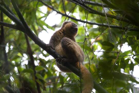 Image of golden bamboo lemur