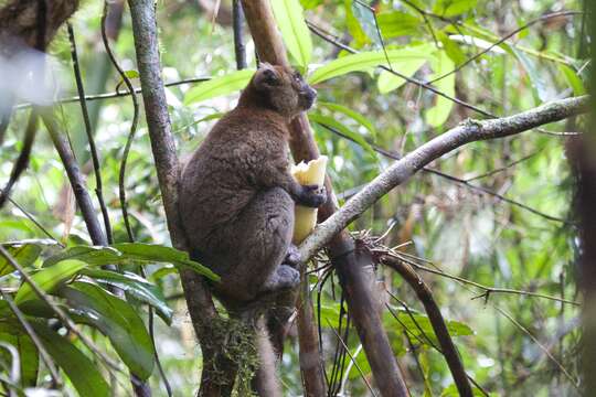 Image of Prolemur Gray 1870