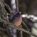 Image of Spot-winged Rosefinch