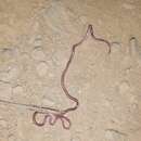 Image of Gambia Blind Snake