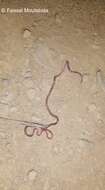 Image of Gambia Blind Snake