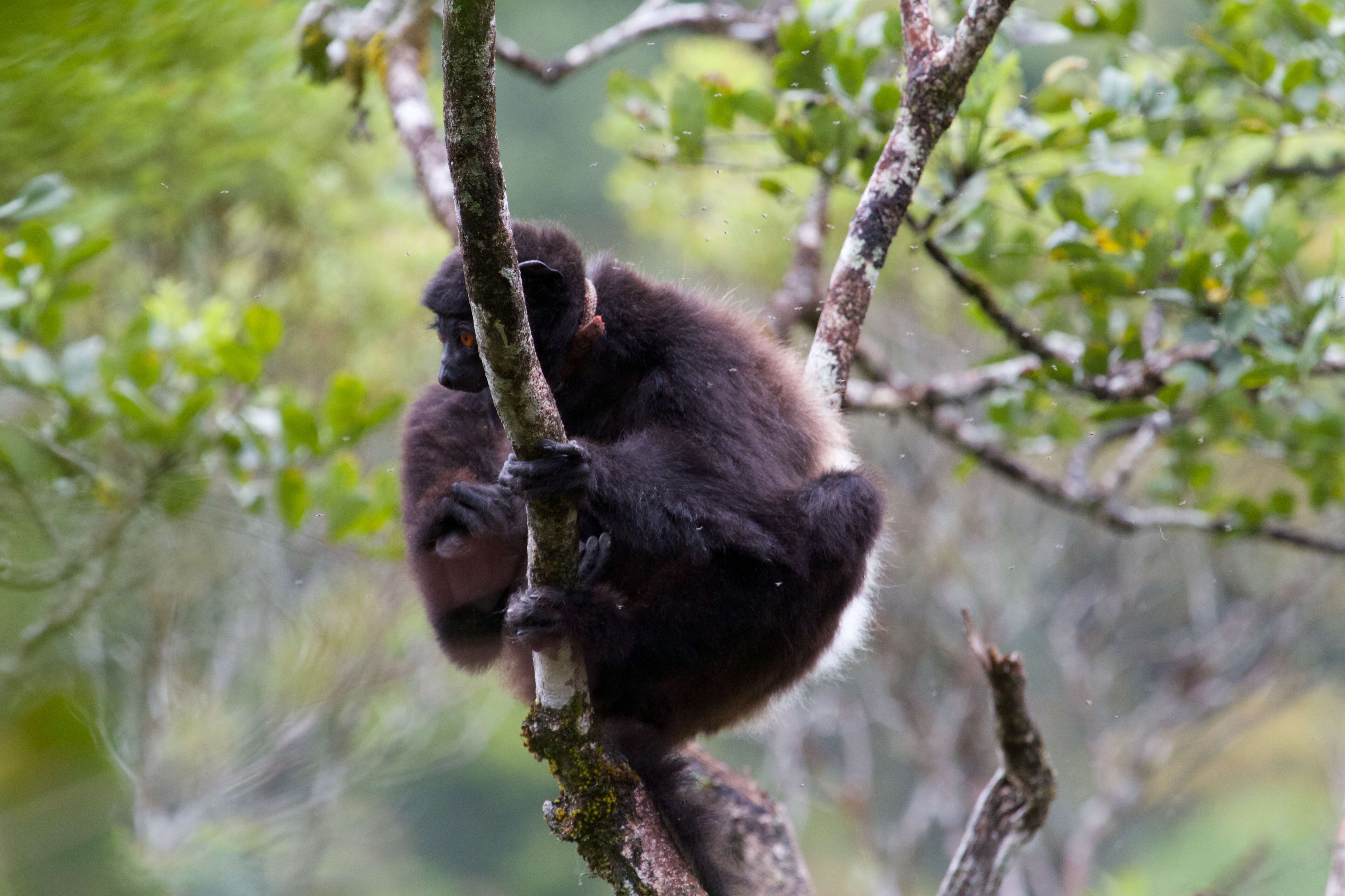 Image of Milne-Edward's Sifaka