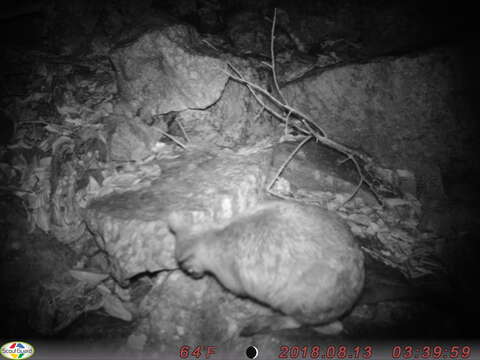 Image of Allied Rock Wallaby