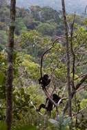 Image of Milne-Edward's Sifaka