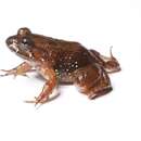 Image of Two-pore Madagascar Frog