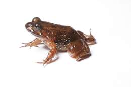 Image of Two-pore Madagascar Frog