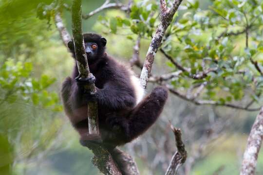 Image of Milne-Edward's Sifaka