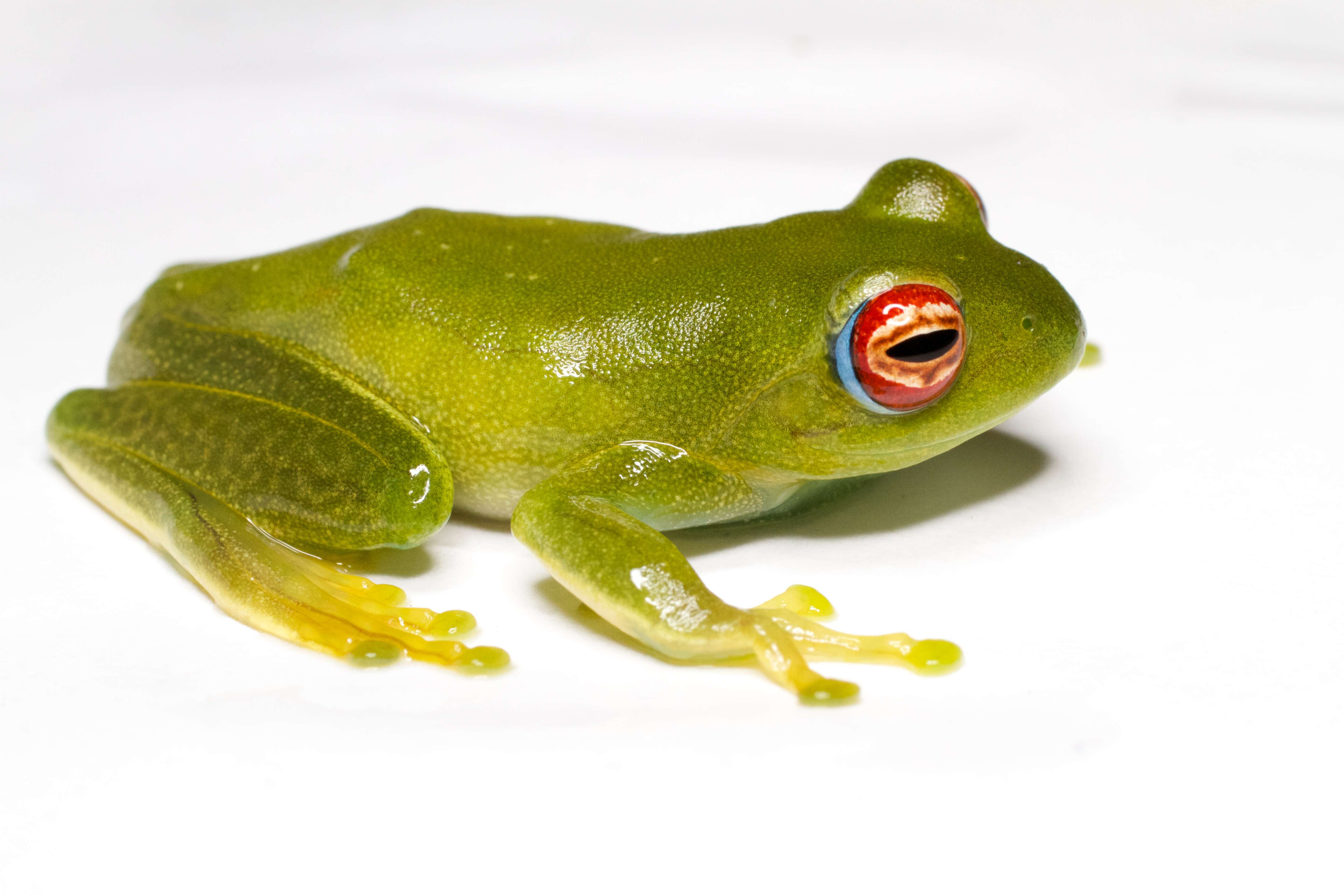 Image of Ankafana Bright-eyed Frog