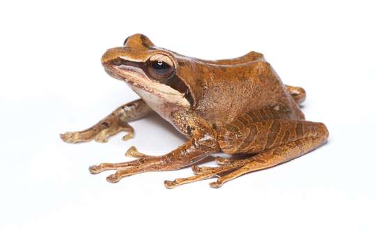 Image de Aglyptodactylus Boulenger 1918