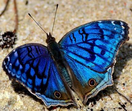 Image of Junonia rhadama Boisduval 1833