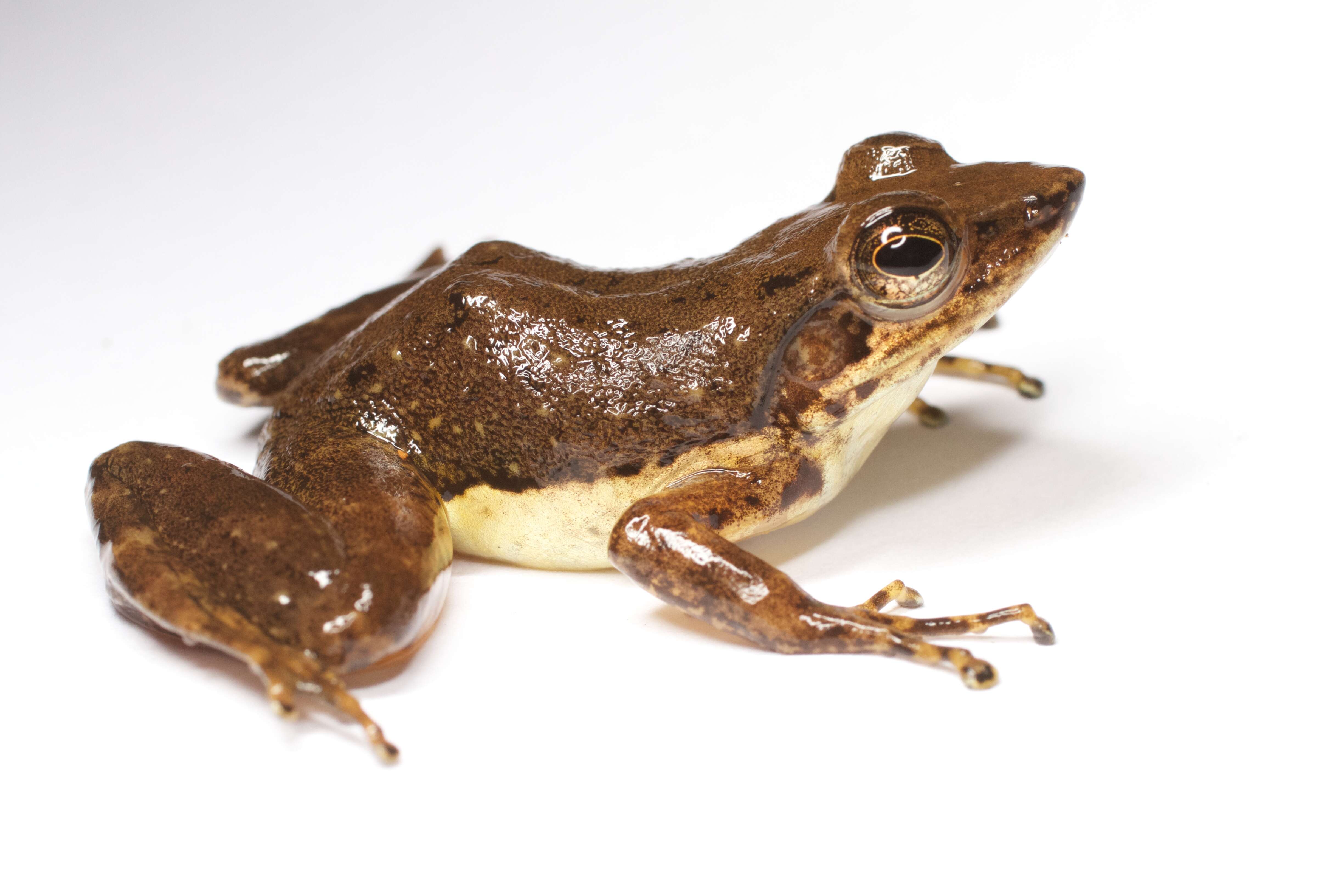 Image of Ivohimanita Madagascar Frog