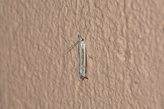 Sivun Mesocrambus kuva