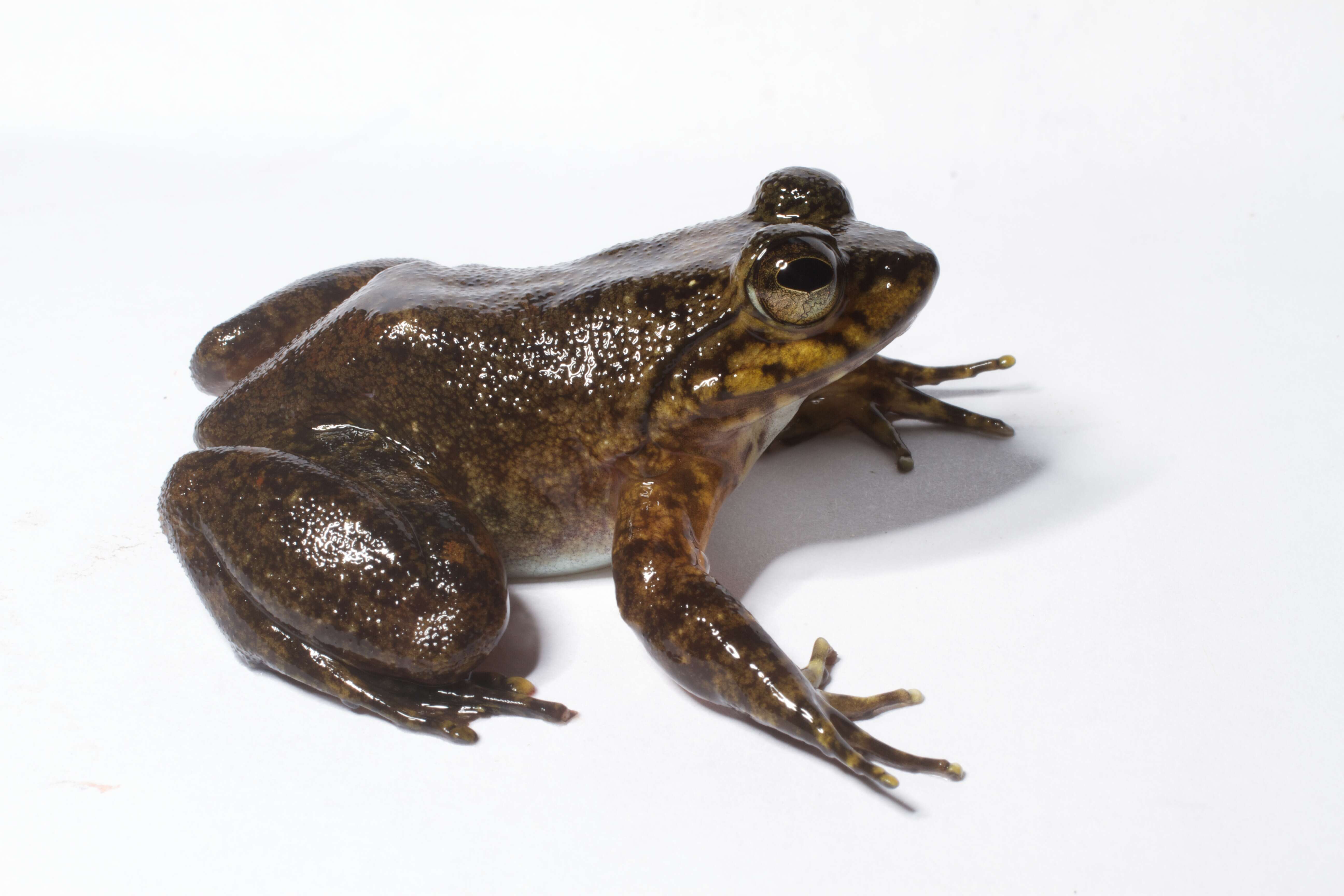 Image of Grandidier's Madagascar Frog