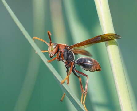 Image of Polistes erythrinus Holmgren 1868