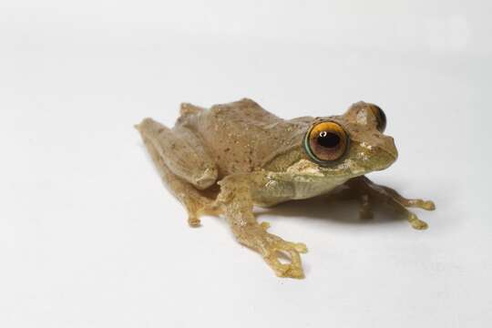 Image of Reticulate Bright-eyed Frog