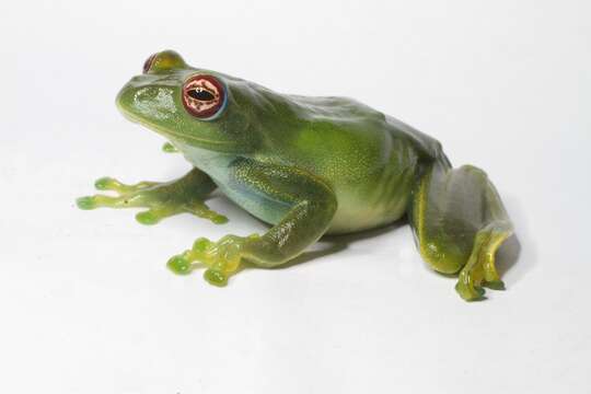 Image of Ankafana Bright-eyed Frog