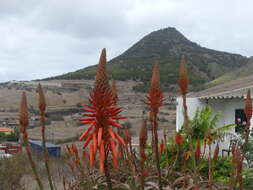 Image of candelabra aloe