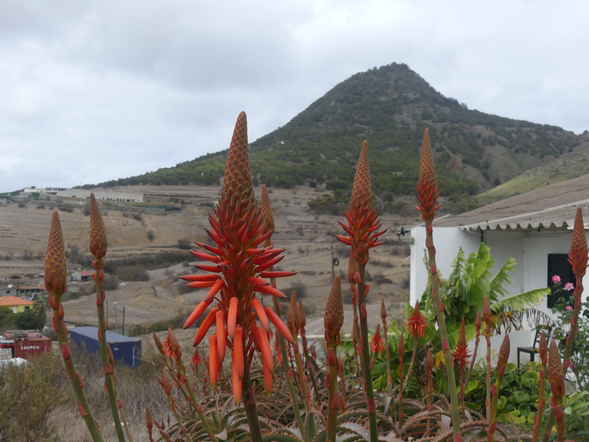 Image of candelabra aloe