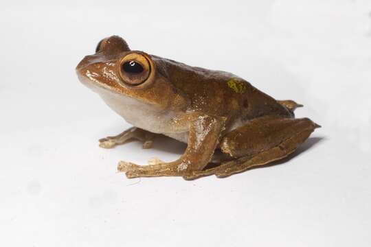 Image of Madagascar Bright-eyed Frog