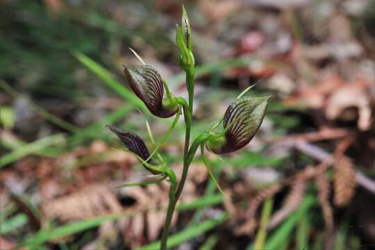 Image of Bonnet orchid