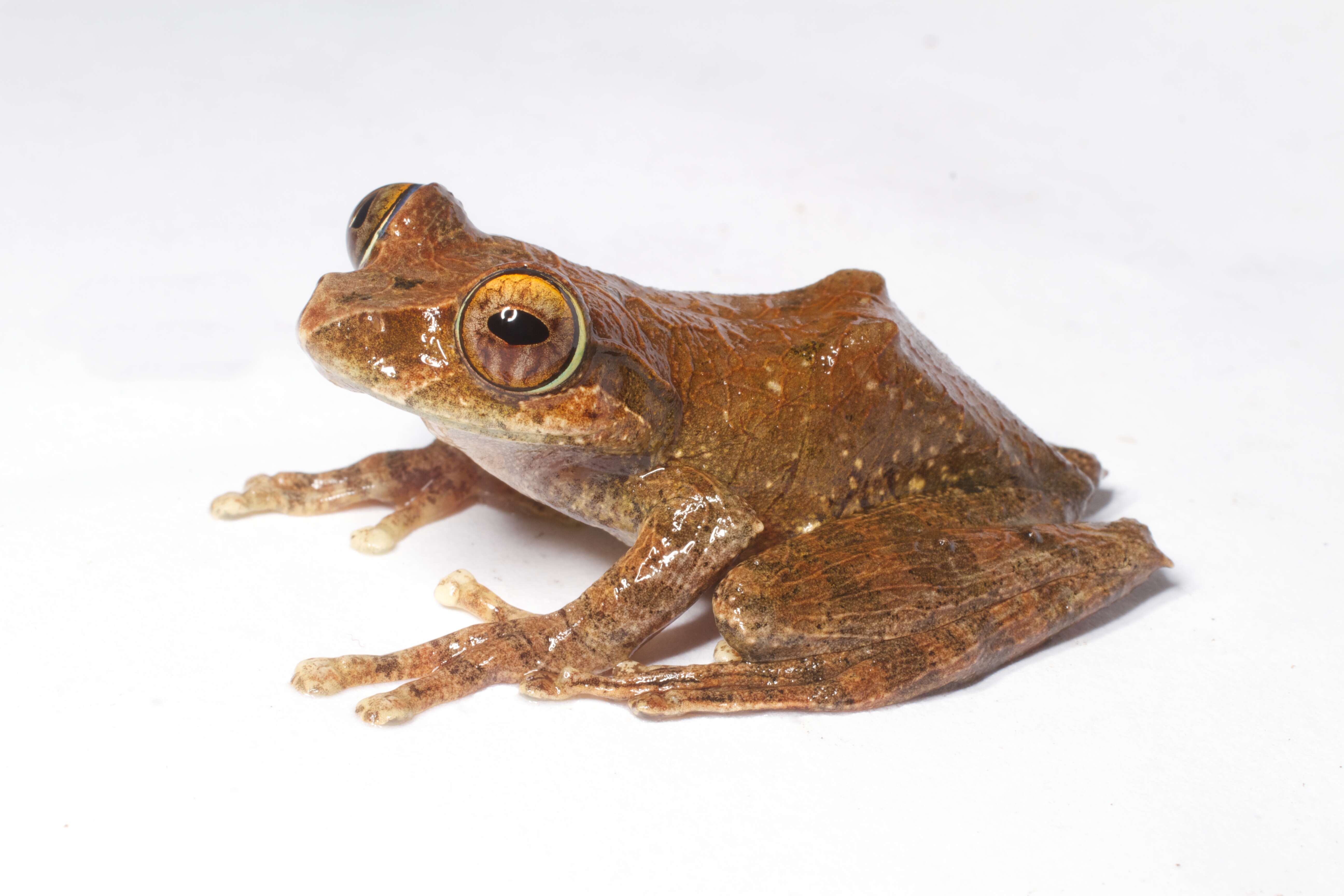 Image of Reticulate Bright-eyed Frog