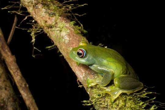 Image of Ankafana Bright-eyed Frog