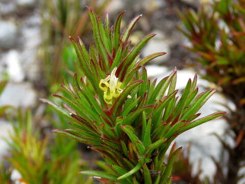 Image of Carpacoce vaginellata Salter