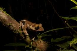Image of Madagascar Bright-eyed Frog