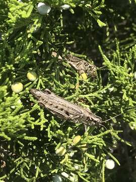 Слика од Melanoplus macclungi Rehn & J. A. G. 1946