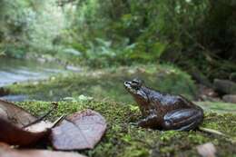 Image of Grandidier's Madagascar Frog