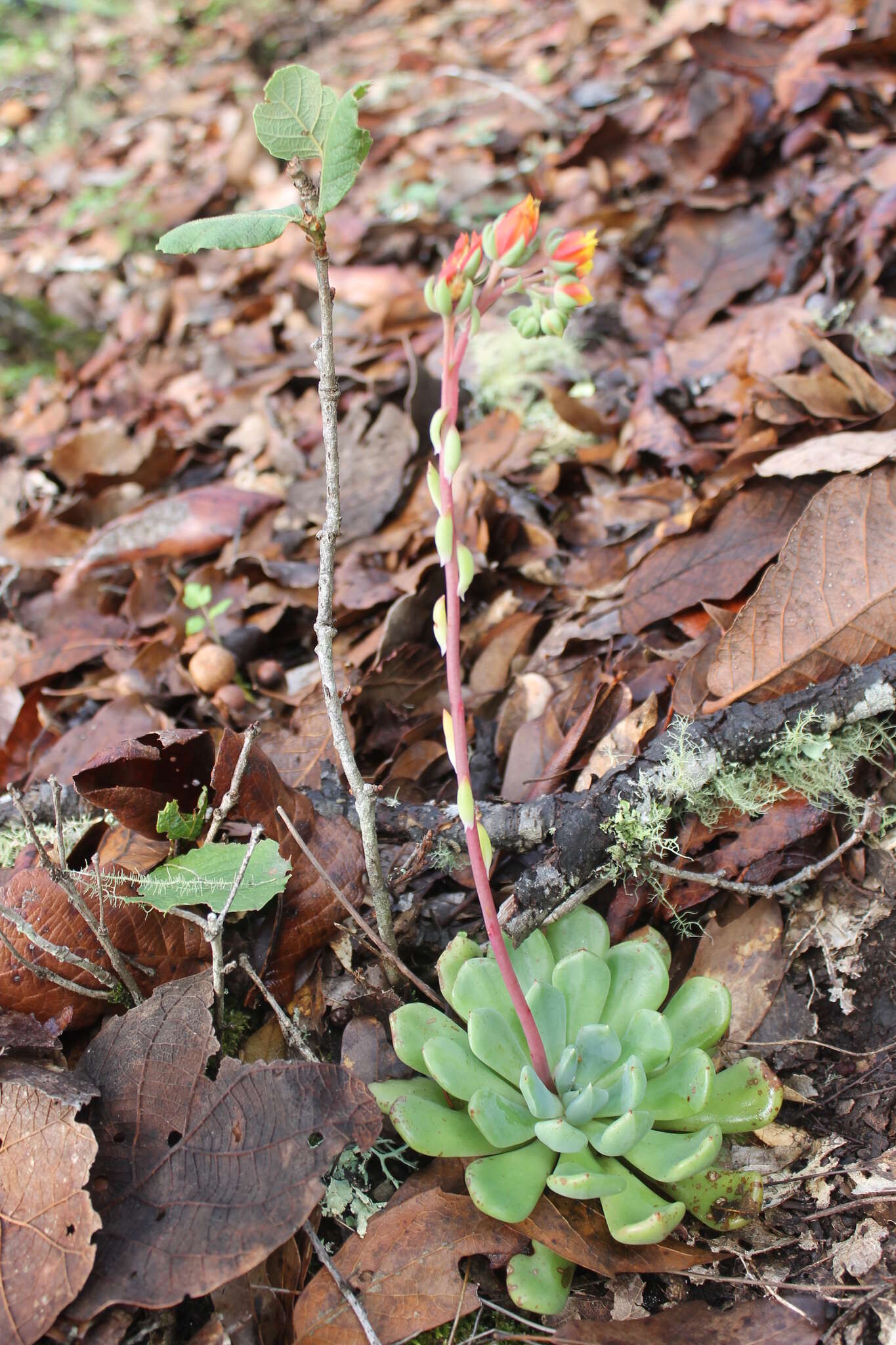 Image of Echeveria setosa var. oteroi R. V. Moran