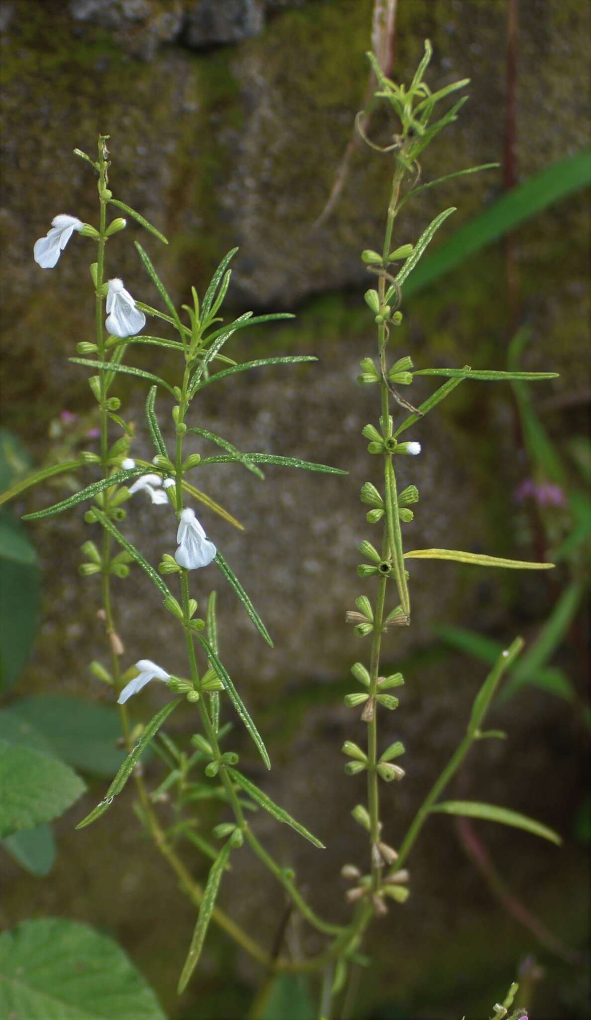 Imagem de Leucas longifolia Benth.