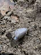Image of Hedgehog arion