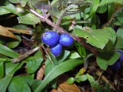 Image of yerba de guava