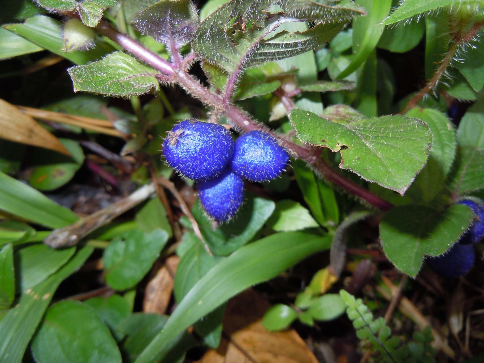 Image of yerba de guava