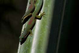 Plancia ëd Phelsuma lineata Gray 1842