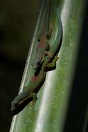 Plancia ëd Phelsuma lineata Gray 1842