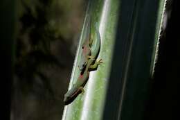 Plancia ëd Phelsuma lineata Gray 1842