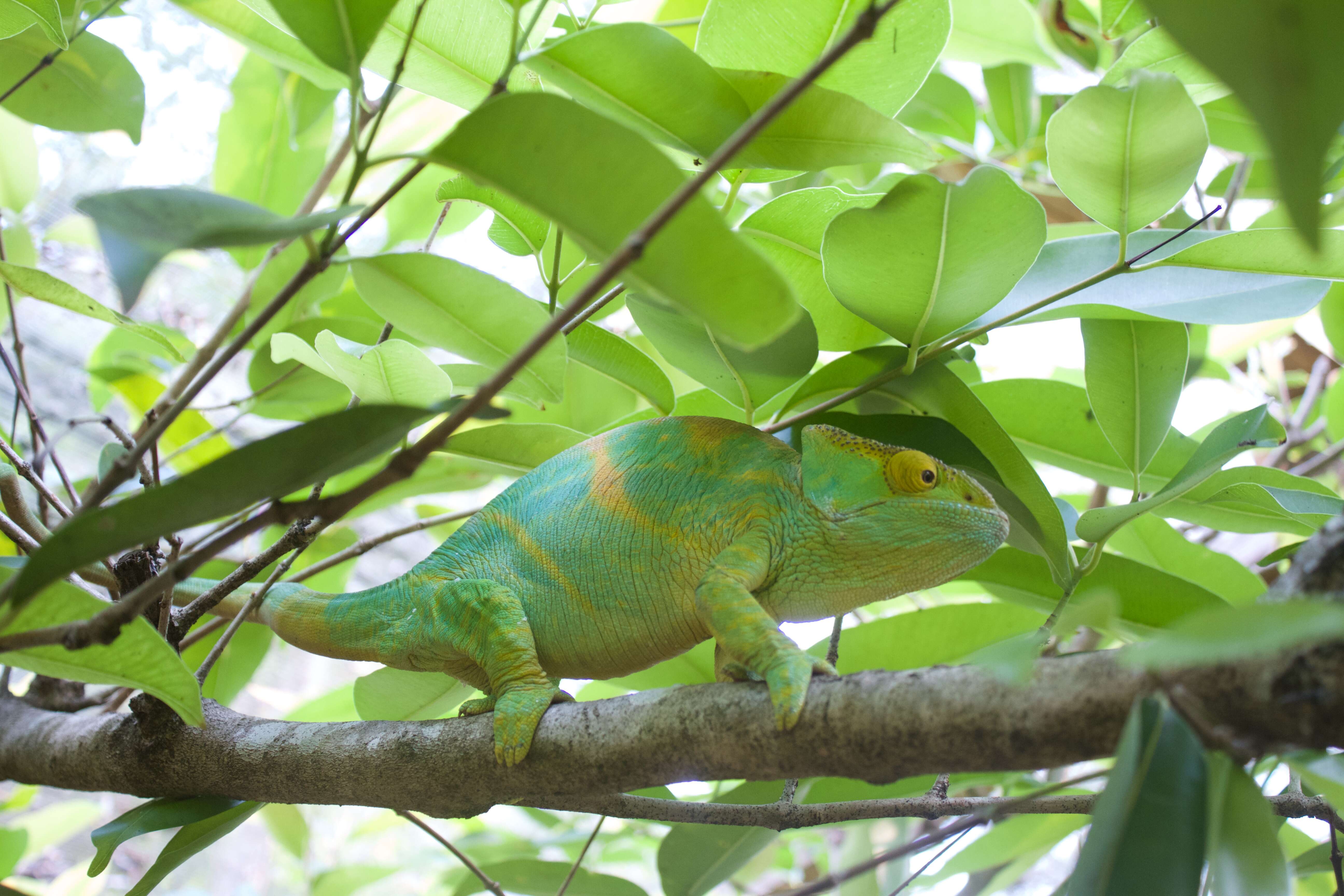 Image of Parson's Chameleon