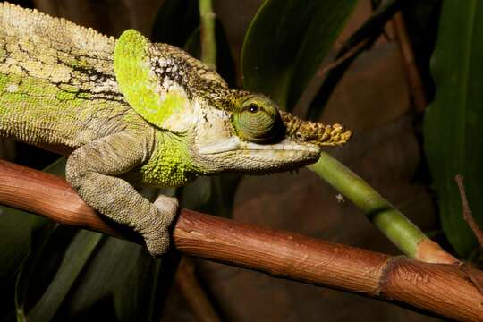 Image of Yellow-green Chameleon