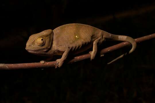 Image of Parson's Chameleon