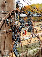 Image of River-Bank Grape